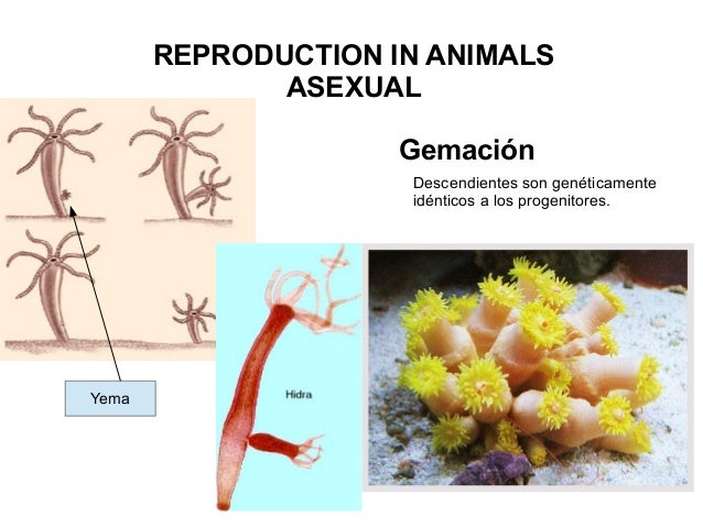 Imagenes de fragmentacion asexual and sexual reproduction Imagenes de fragmentacion asexual and sexual reproduction